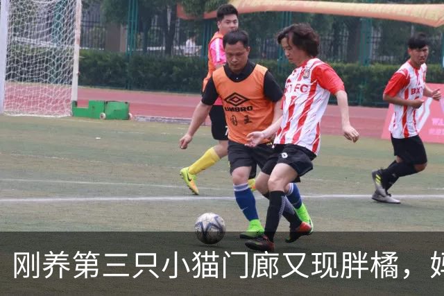 刚养第三只小猫门廊又现胖橘，妈妈终于松口收编成第四员